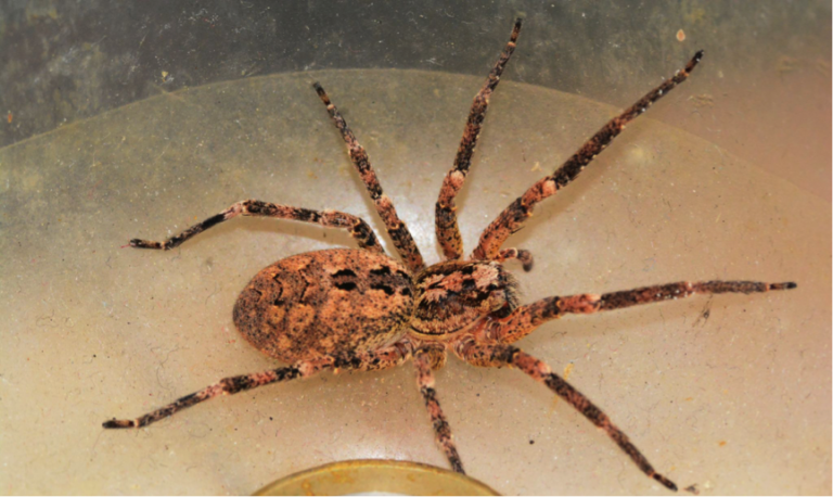 Facts about Hobo Spider Bite: Pictures, Symptoms, Stages, Treatment ...